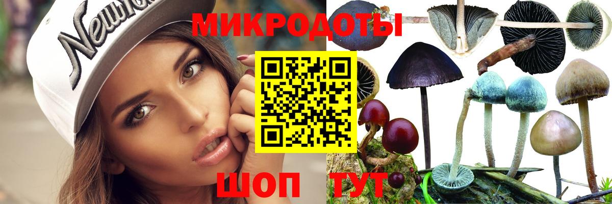 Галлюциногенные грибы Psilocybe Саянск